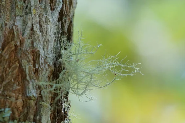 Lichene Ramo Albero Con Muschi Verde Scuro — Foto Stock