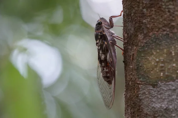 Close Shot Cicada Fly Try Bark — Stock Photo, Image