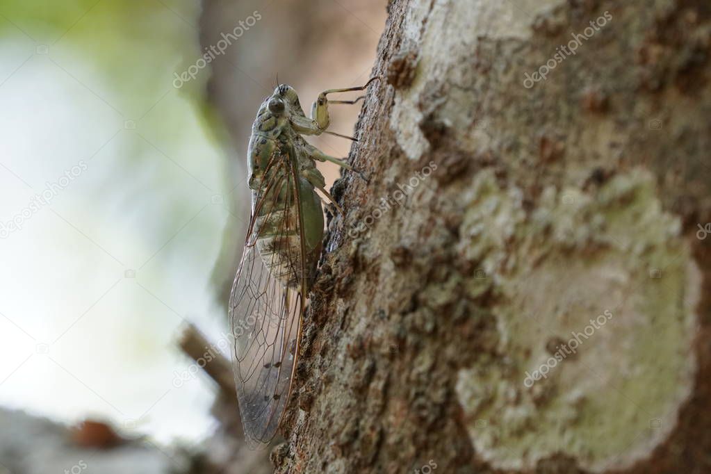 close-up shot of cicada fly on try bark
