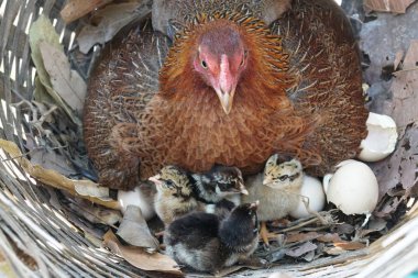 close-up shot of cute little chicks warming themselves under mother chicken