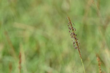 Güzel doğal arkaplanın yakın plan çekimleri.