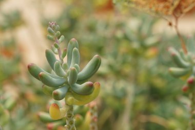 Teraryumdaki güzel sulu bitkinin yakın plan çekimi.