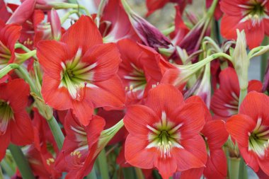 güzel çiçek açan çiçeklerin yakın çekim