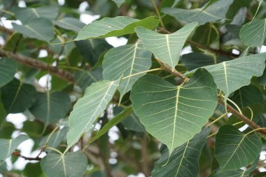 Güzel doğal arkaplanın yakın plan çekimleri.