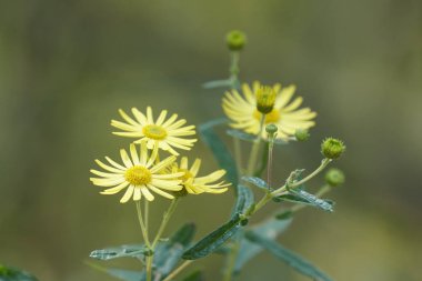 güzel çiçek açan çiçeklerin yakın çekim