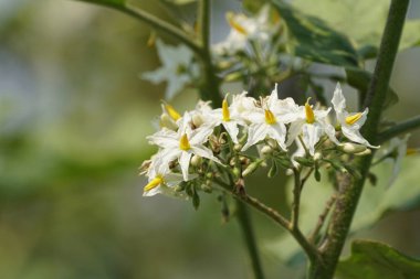güzel çiçek açan çiçeklerin yakın çekim