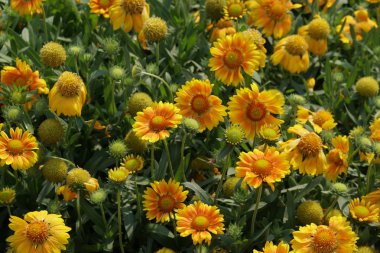 güzel çiçek açan çiçeklerin yakın çekim