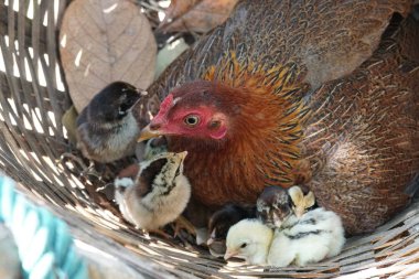 close-up shot of cute little chicks warming themselves under mother chicken