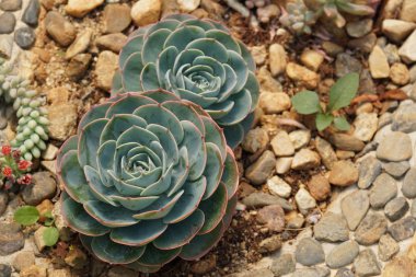 Teraryumdaki güzel sulu bitkinin yakın plan çekimi.