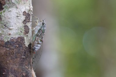 Ağustosböceğini yakından çek ve havla.