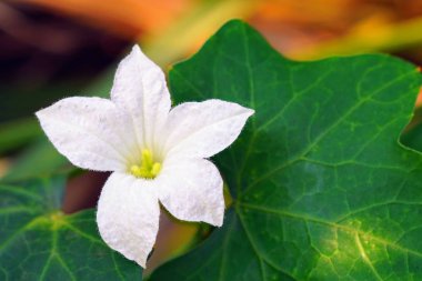 güzel çiçek açan çiçeklerin yakın çekim