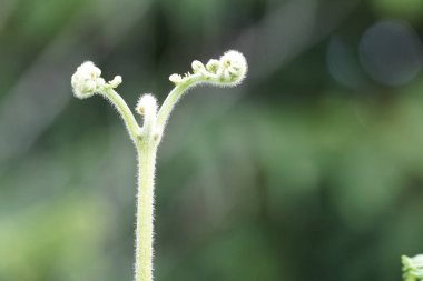 Güzel doğal arkaplanın yakın plan çekimleri.
