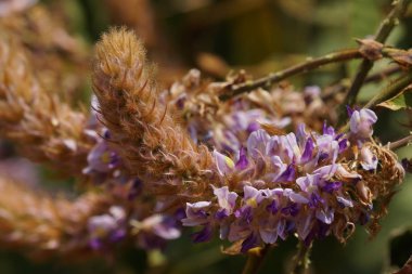 güzel çiçek açan çiçeklerin yakın çekim