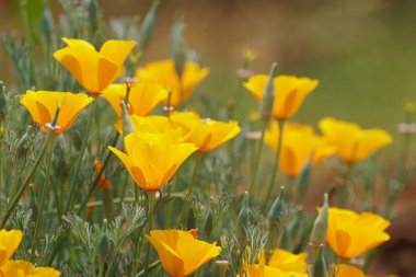 güzel çiçek açan çiçeklerin yakın çekim