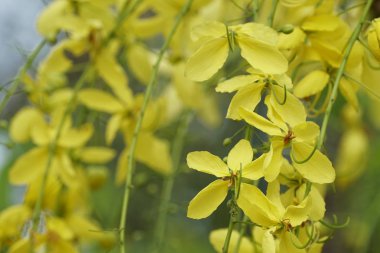 güzel çiçek açan çiçeklerin yakın çekim