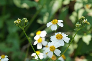 güzel çiçek açan çiçeklerin yakın çekim