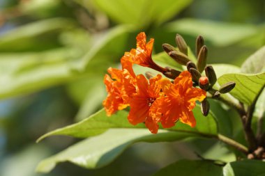 güzel çiçek açan çiçeklerin yakın çekim