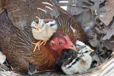 close-up shot of cute little chicks warming themselves under mother chicken