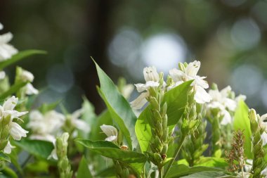 güzel çiçek açan çiçeklerin yakın çekim