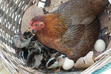 close-up shot of cute little chicks warming themselves under mother chicken