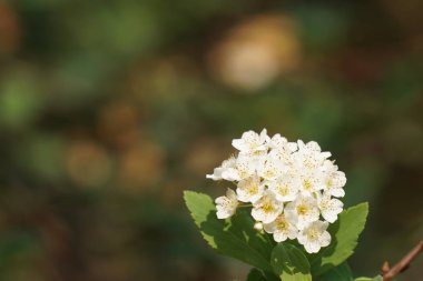 güzel çiçek açan çiçeklerin yakın çekim