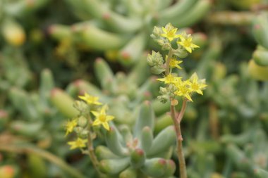 güzel çiçek açan çiçeklerin yakın çekim