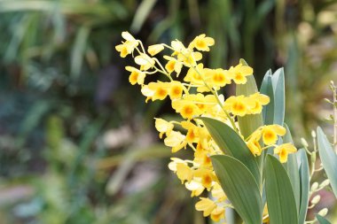 güzel çiçek açan çiçeklerin yakın çekim