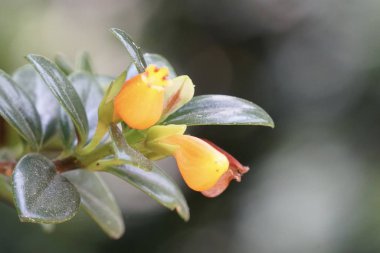 güzel çiçek açan çiçeklerin yakın çekim