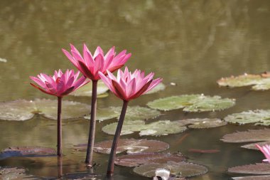 güzel çiçek açan çiçeklerin yakın çekim