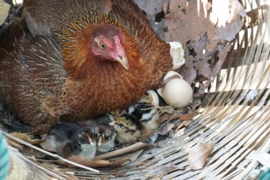 close-up shot of cute little chicks warming themselves under mother chicken