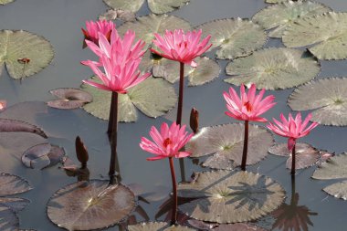 güzel çiçek açan çiçeklerin yakın çekim