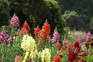 güzel çiçek açan çiçeklerin yakın çekim