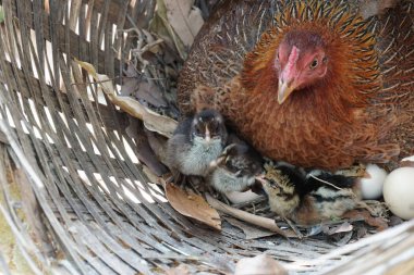 close-up shot of cute little chicks warming themselves under mother chicken