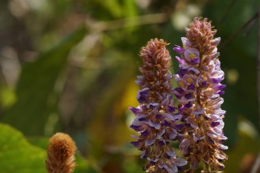 güzel çiçek açan çiçeklerin yakın çekim