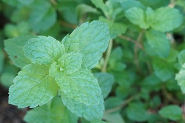 Çiçek açan yaprakların yakın plan çekimi.