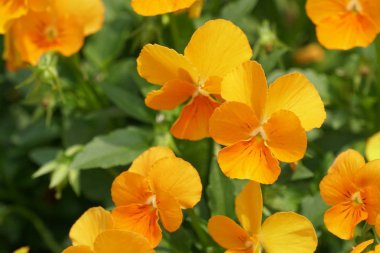 güzel çiçek açan çiçeklerin yakın çekim