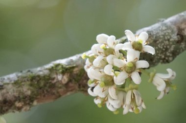 güzel çiçek açan çiçeklerin yakın çekim