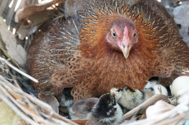 close-up shot of cute little chicks warming themselves under mother chicken