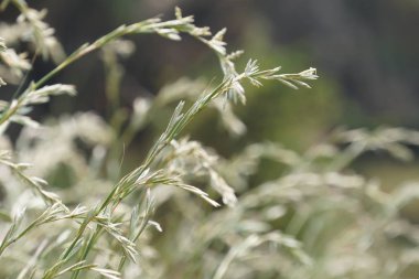 Güzel doğal arkaplanın yakın plan çekimleri.