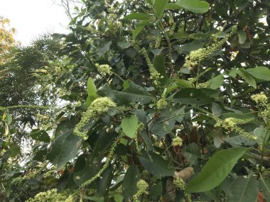 Çiçek açan yaprakların yakın plan çekimi.