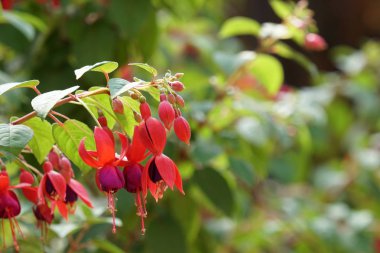 güzel çiçek açan çiçeklerin yakın çekim
