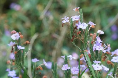 güzel çiçek açan çiçeklerin yakın çekim