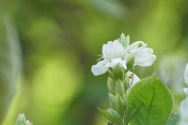 güzel çiçek açan çiçeklerin yakın çekim