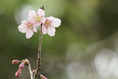 güzel çiçek açan çiçeklerin yakın çekim