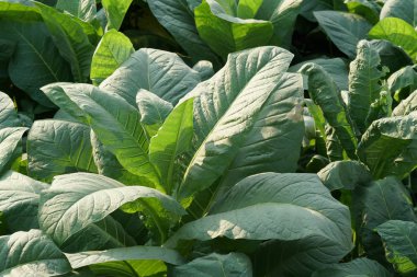 Güzel doğal arkaplanın yakın plan çekimleri.