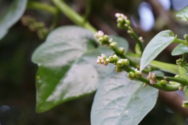 güzel çiçek açan çiçeklerin yakın çekim