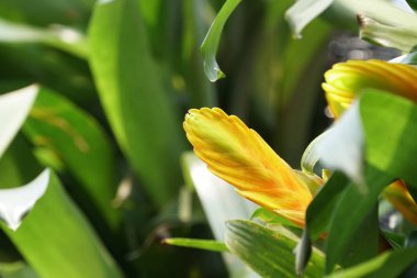güzel çiçek açan çiçeklerin yakın çekim