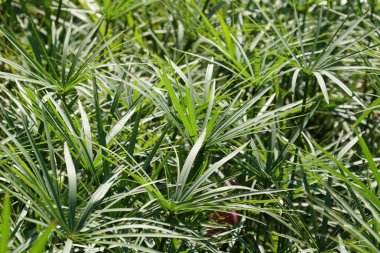 Çiçek açan yaprakların yakın plan çekimi.
