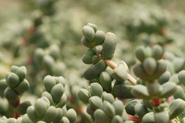 Teraryumdaki güzel sulu bitkinin yakın plan çekimi.