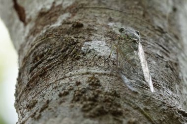 Ağustosböceğini yakından çek ve havla.